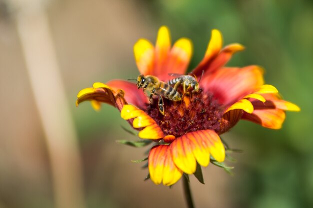 Flower with bees 