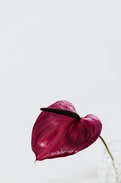 a flower with a black band on it