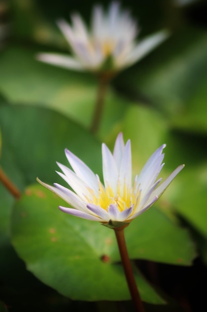 A flower with a blue center and the yellow center.