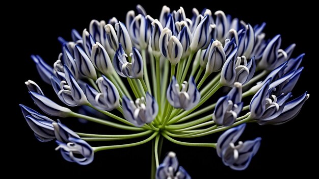 Foto un fiore con petali blu e bianchi e uno stelo verde.