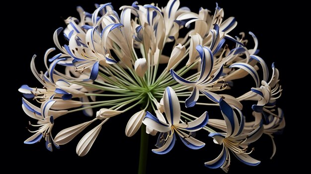 Foto un fiore a strisce bianche e blu e un fiore bianco con sfondo nero.