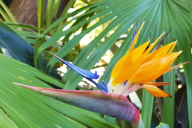 A flower with a blue and yellow feather