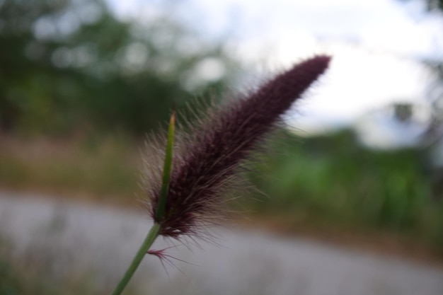 Photo a flower with a blurry background