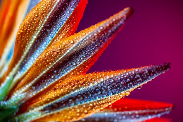 Foto fiore con goccia d'acqua