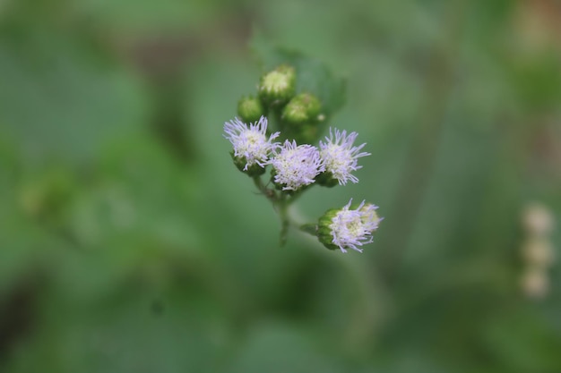 緑の背景の花と「」という文字が入った紫の花