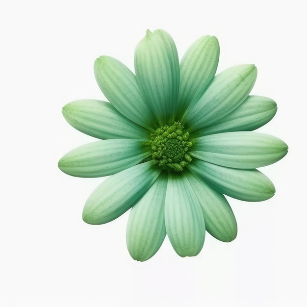 Foto un fiore con foglie verdi e uno sfondo bianco