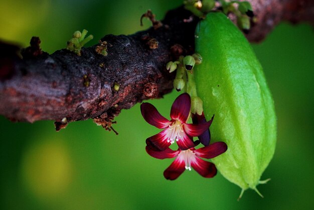 a flower with a green stem