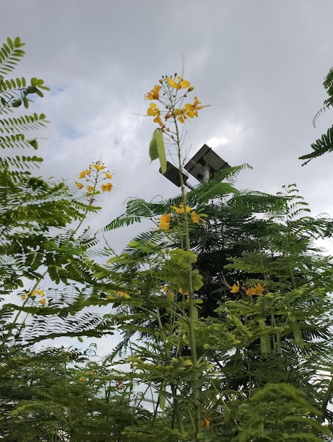 Flower with leaf at outdoor