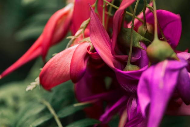 Flower with multicolored petals collage