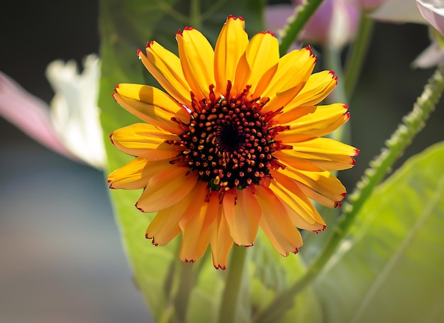 太陽の名前の花