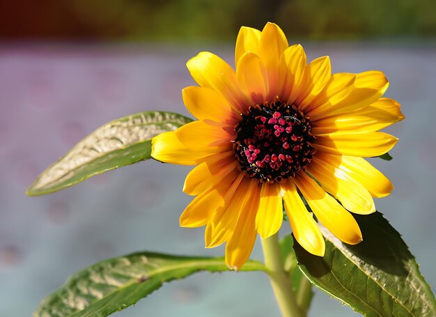 Foto un fiore con il nome del sole