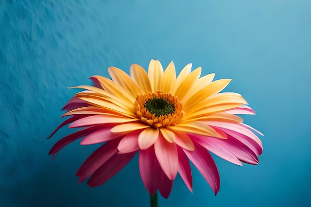 A flower with pink petals and yellow petals