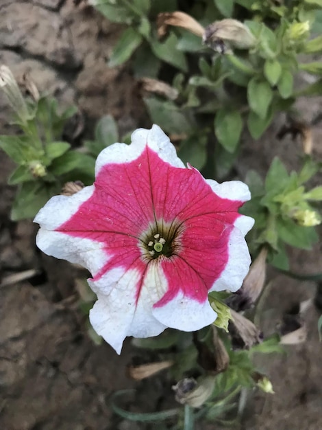 A flower with a pink and white stripe