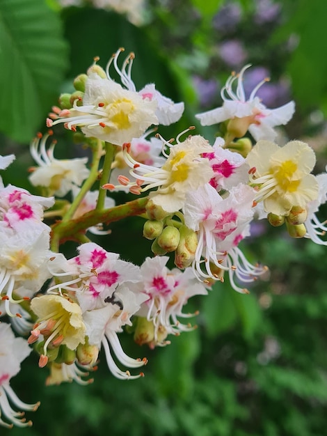 ピンクと黄色の花