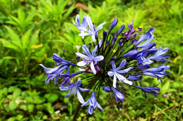 青とライラックの色合いの花で、細長い花弁を持つ