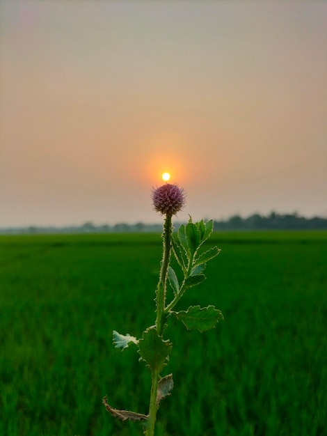 A flower with the sun setting behind it