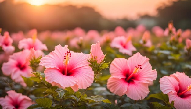 Photo a flower with the sun setting behind it