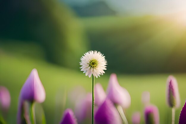 A flower with the sun shining on it