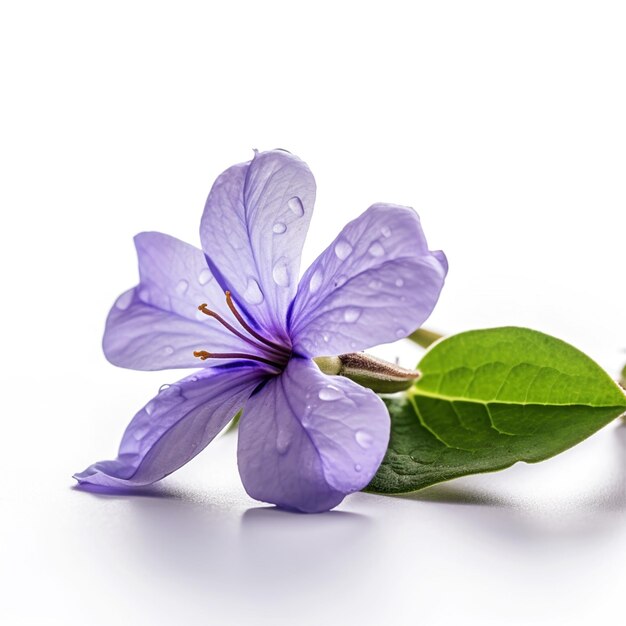 A flower with water droplets on it is laying on a white surface.