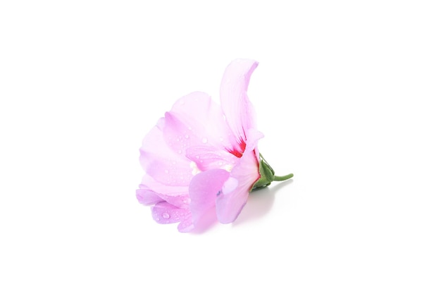 Цветок с каплями воды на белом фоне
