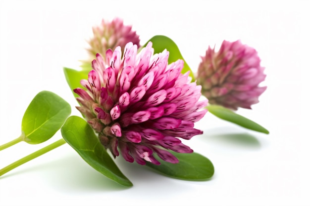 A flower with white background