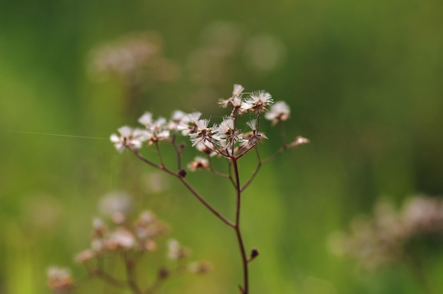 A flower with white petals and a green background