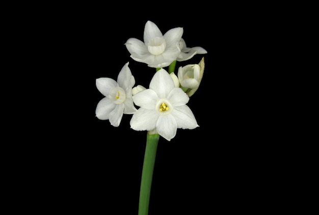 A flower with white petals and a yellow center