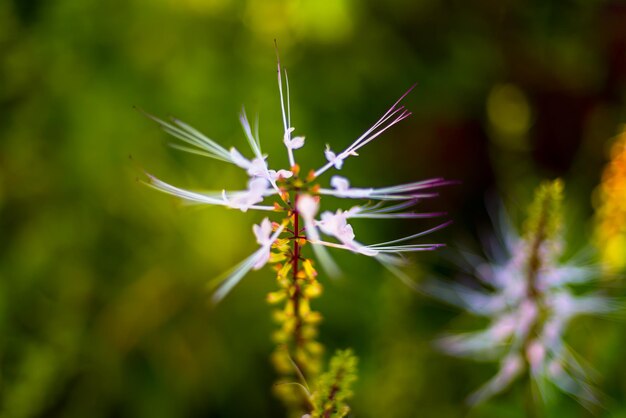 Foto un fiore con baffi bianchi sopra