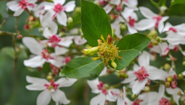 Photo a flower with the word spring on it