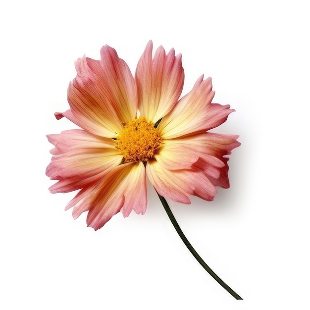 Photo a flower with a yellow center and pink on it