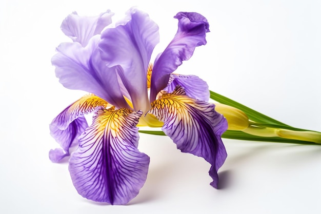 A flower with a yellow center and a purple iris flower on a white background.