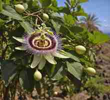 Photo a flower with a yellow center that says  the fruit