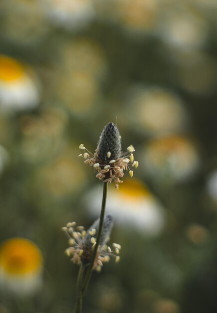 a flower with a yellow flower in the middle of it