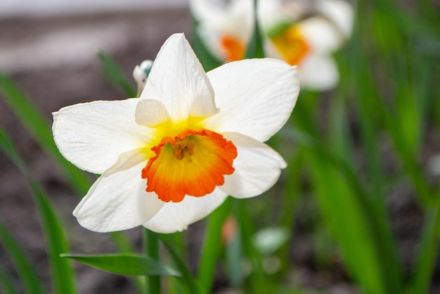 A flower with a yellow and orange center and a white flower with a yellow center.