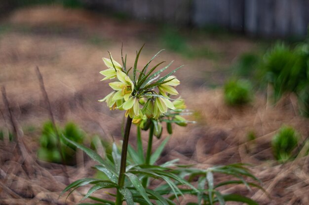 Photo a flower with yellow petals and green leaves is in the background.