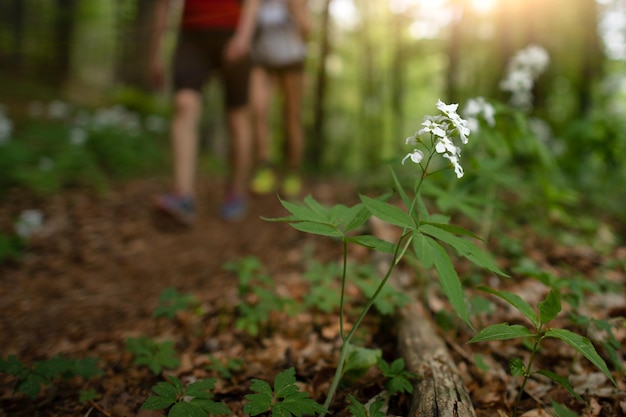 Flower in the woods at the passage of hikers