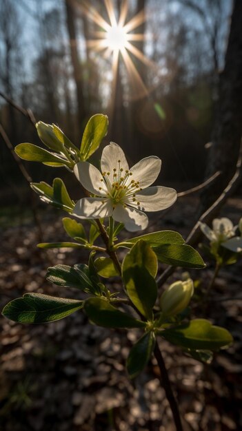 A flower in the woods at sunset