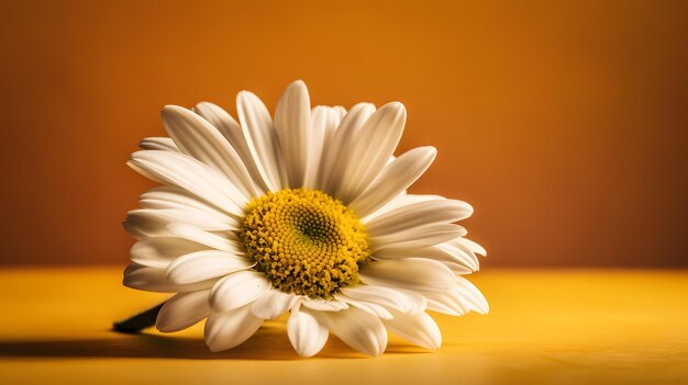 A flower on a yellow background