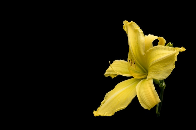 黄色いユリの花。黒の背景に分離