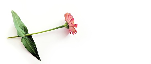 Photo flower zinnia red isolated on black background