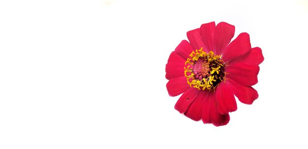 Flower zinnia red isolated on white background