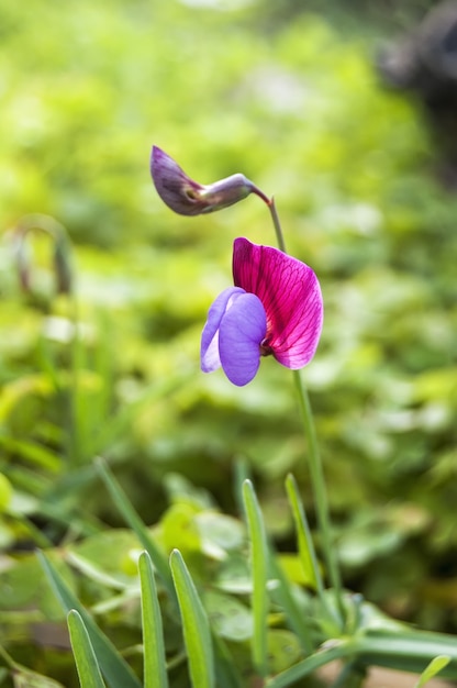 写真 花