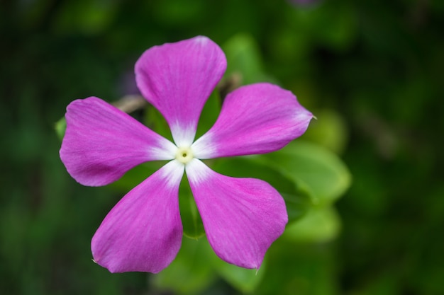 写真 花