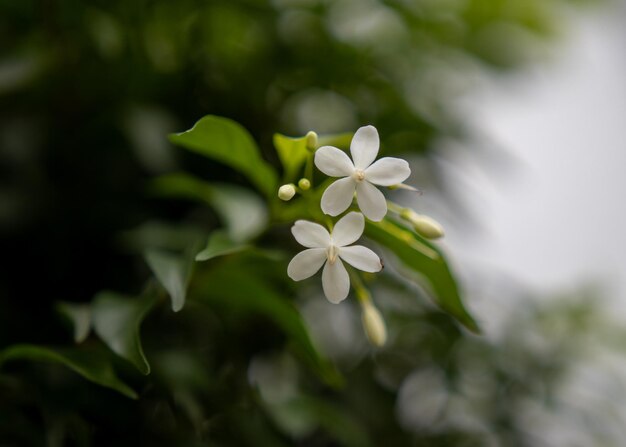 Photo flower