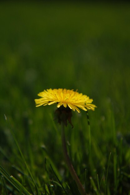 Photo flower