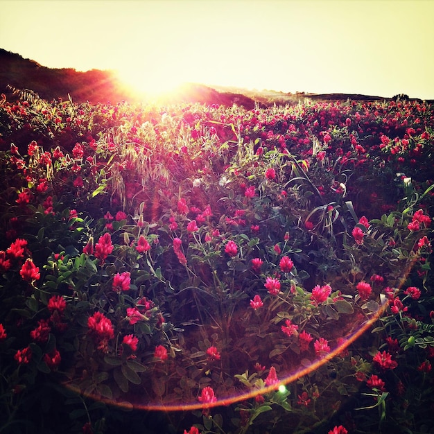 Foto letti di fiori contro un cielo limpido e la luce del sole