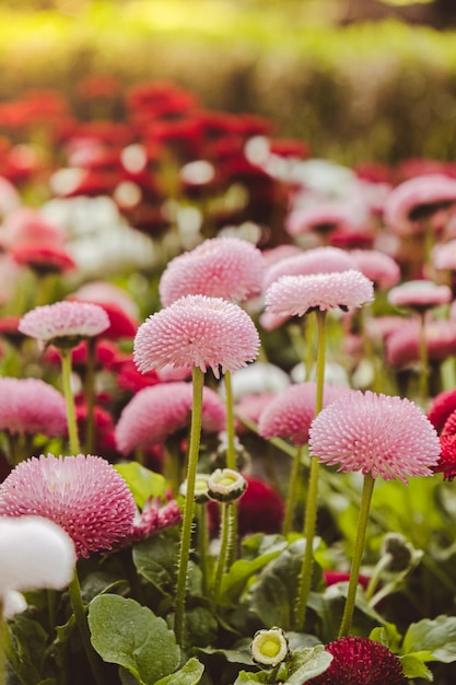 緑の芝生の背景の壁紙の背景グループに美しい色とりどりの花の花壇