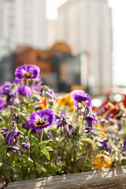 緑の芝生の背景の壁紙の背景グループに美しい色とりどりの花の花壇