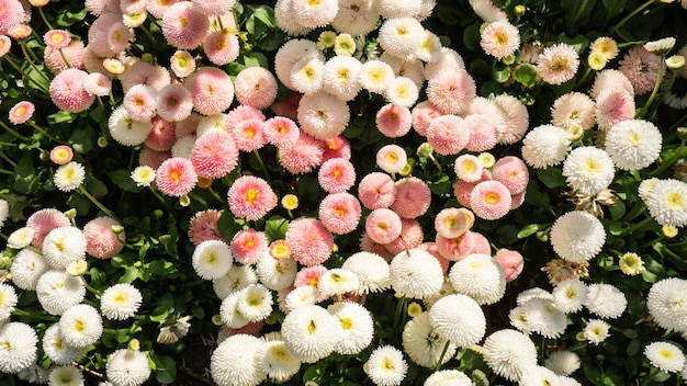 緑の芝生の背景の壁紙の背景グループに美しい色とりどりの花の花壇