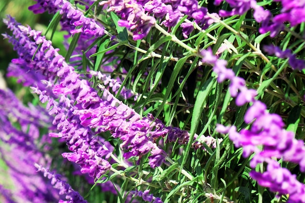 背景をぼかした写真の美しい紫色のセージの花の花壇